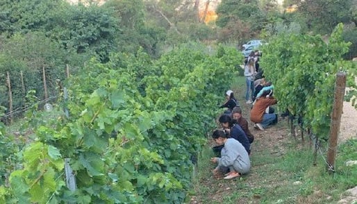 wine harvest fall 2024 cropped